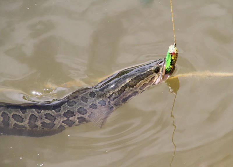 冬钓黑鱼好策略,在下佩服!