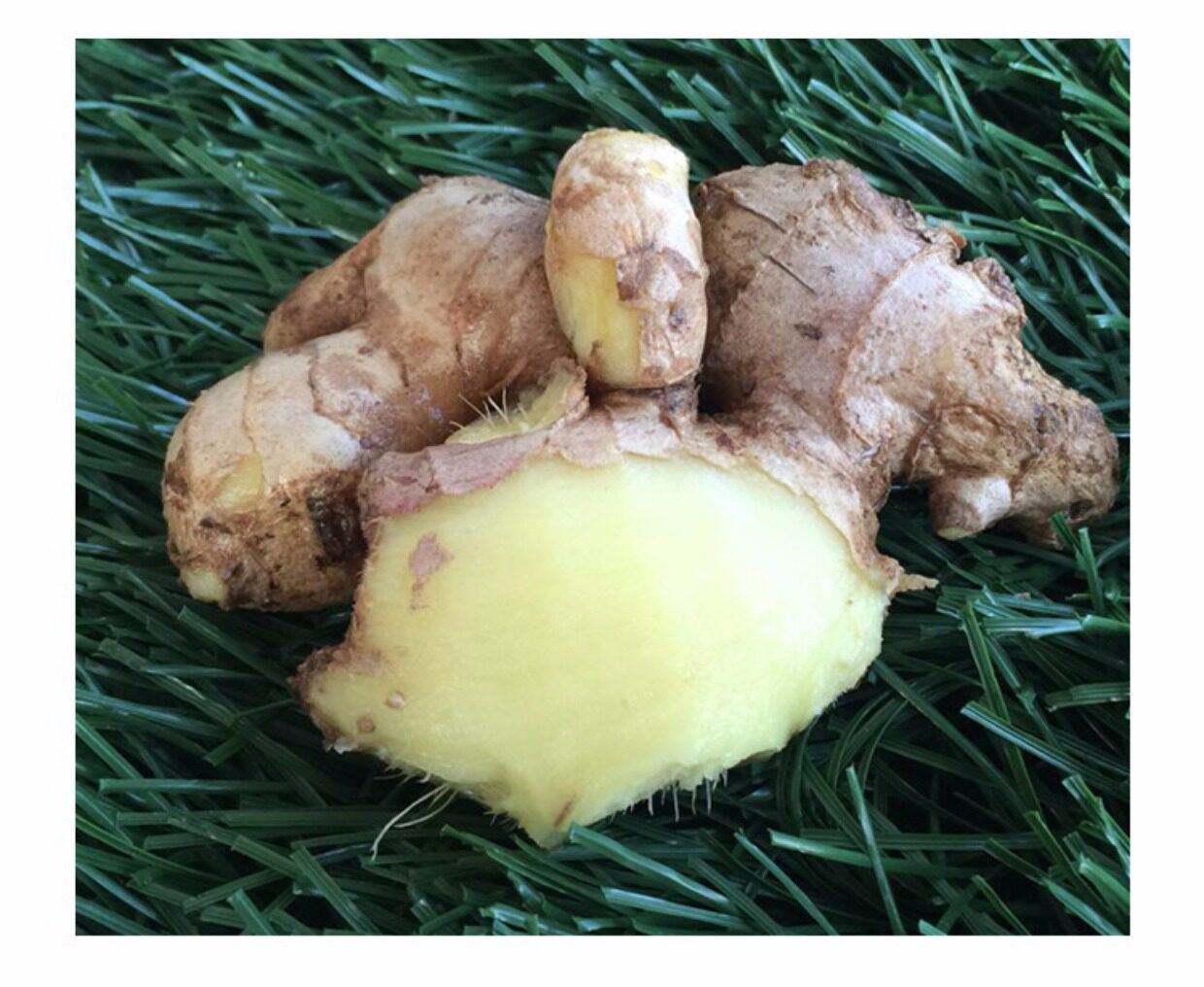 正宗怀姜 博爱特产淮姜新鲜生姜月子姜老姜 姜糖膏原料 500g