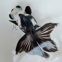 Butterfly Tail Goldfish Living Fish Fry Watch Fish Small Goldfish Cold Water Fish Lansuo Easy To Pet Fish Small Fish