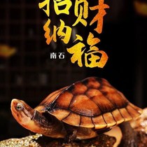 Pure Germline Authentic Stone Gold Thread Turtle Feng Shui Strokes Money Grass Turtle Tortoise Turtle Pet Living Tortoise Ornamental Eating Banana Longevity Turtle