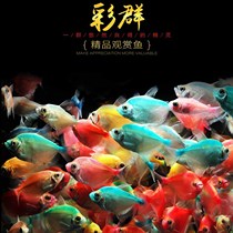 Color dress fish Ornamental Fish Seven Colorful Dress Fish Living Small Tropical Group Tour Peacock Fish Scavenger Gold Fish Rip Flag Grass