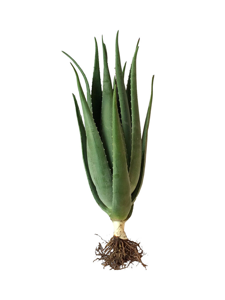 美国库拉索芦荟盆栽植物美容院专用灌肤新鲜苗纳豆奶芦荟植物盆栽