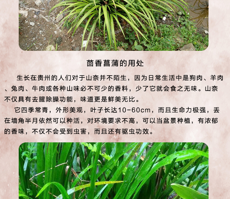野生香料茴香菖蒲山赖沙姜山奈伍香五香带根发货种植种苗4份包邮_7折