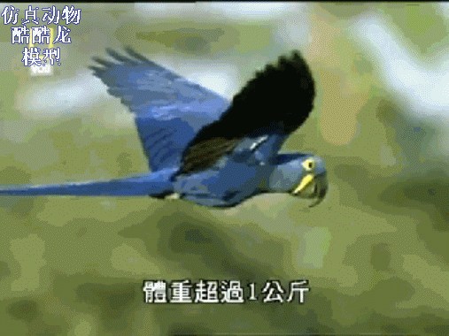 壁纸 动物 花 鸟 鸟类 雀 桌面 507_380 gif 动态图 动图