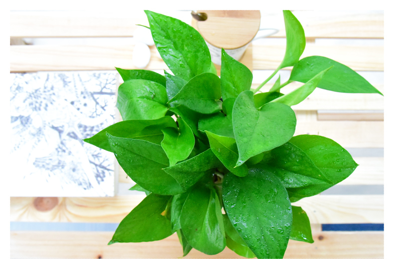 绿萝绿箩办公室内吸甲醛净化空气常绿叶绿植小盆栽绿色植物