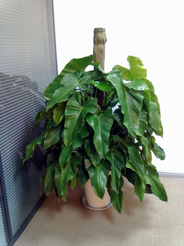 绿宝石盆栽大叶植物吸甲醛室内盆栽花卉绿植净化空气客厅大型盆栽