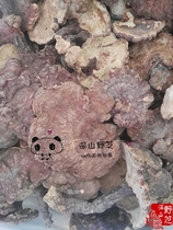 Wild red lingzhi red cheese 10 centimeters above natural wild Yunnan red lingzhi free sliced powder