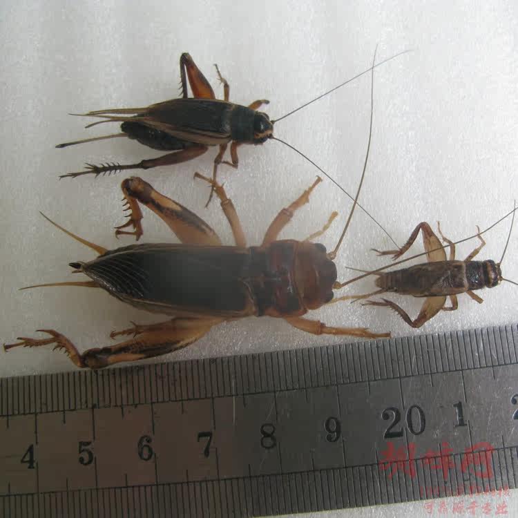 蟋蟀活体 蟋蟀之王 巨蟋 花生大蟋 花生蟋蟀