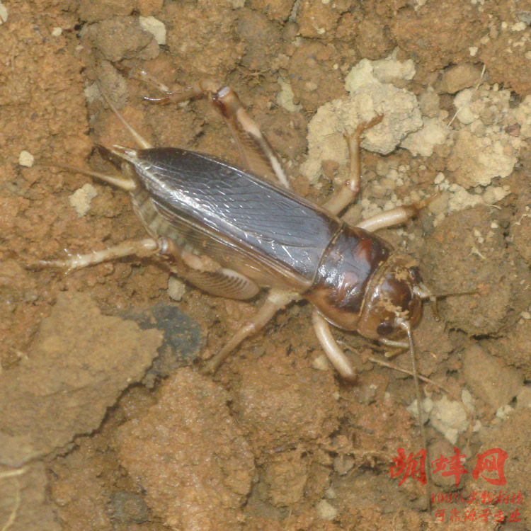蟋蟀活体 蟋蟀之王 巨蟋 花生大蟋 花生蟋蟀