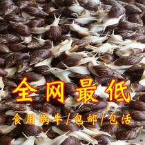 Fresh White Jade snail live snail edible food catering trial food seafood aquaculture base shellfish shellfish