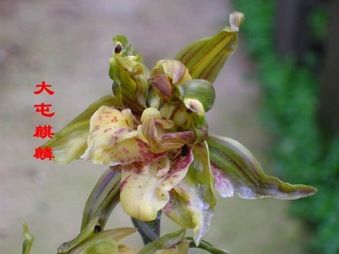 兰花苗墨兰铭品 十大奇花之大屯麒麟 花卉盆栽