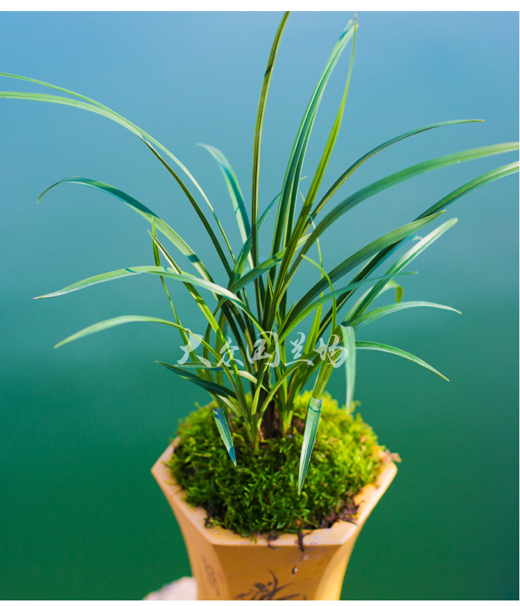 包邮兰花苗春兰宋梅植物盆栽花卉室内极有家绿植物种子国兰草带花