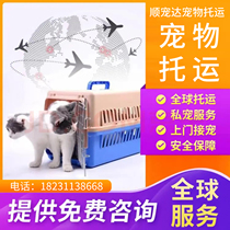 Pet consignment of cats and dogs National air and land transport Special car consignment International transport Door-to-door pet pick-up service Efficient