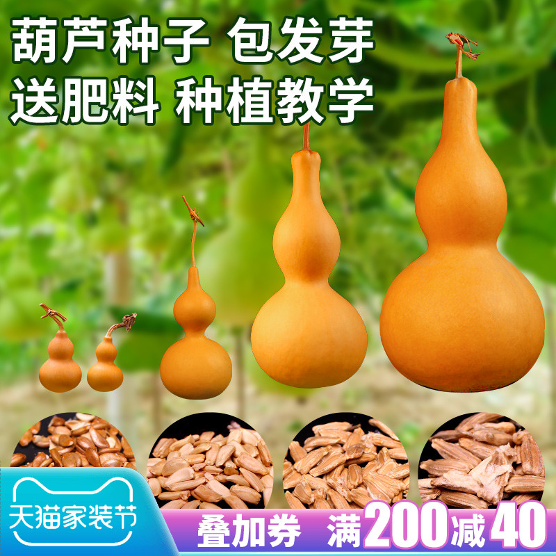 gourd away a big giant, gold in the grass seeds collectables - autograph seeds the mini hand twist small gourd seed