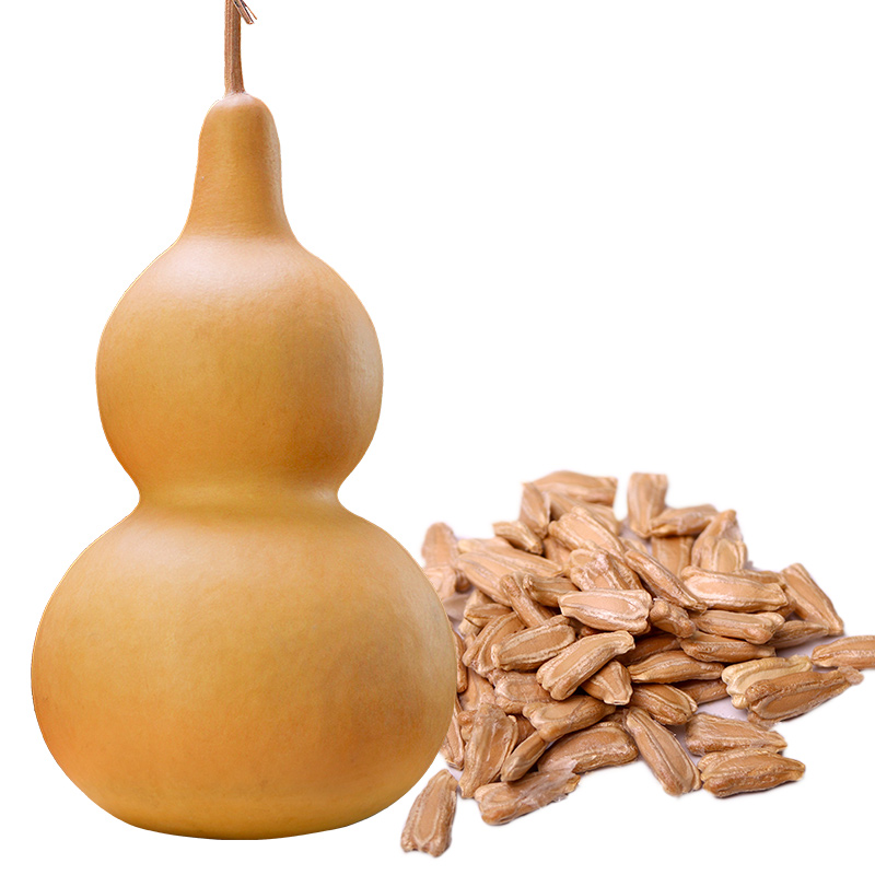 gourd away a big giant, gold in the grass seeds collectables - autograph seeds the mini hand twist small gourd seed