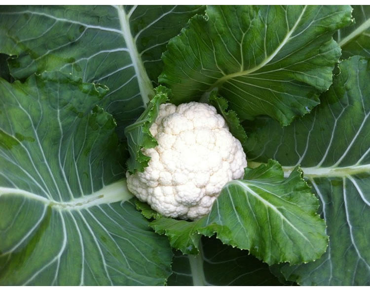 花菜干 1斤包邮干花菜有机菜花干货脱水蔬菜干农家手工特产无色素