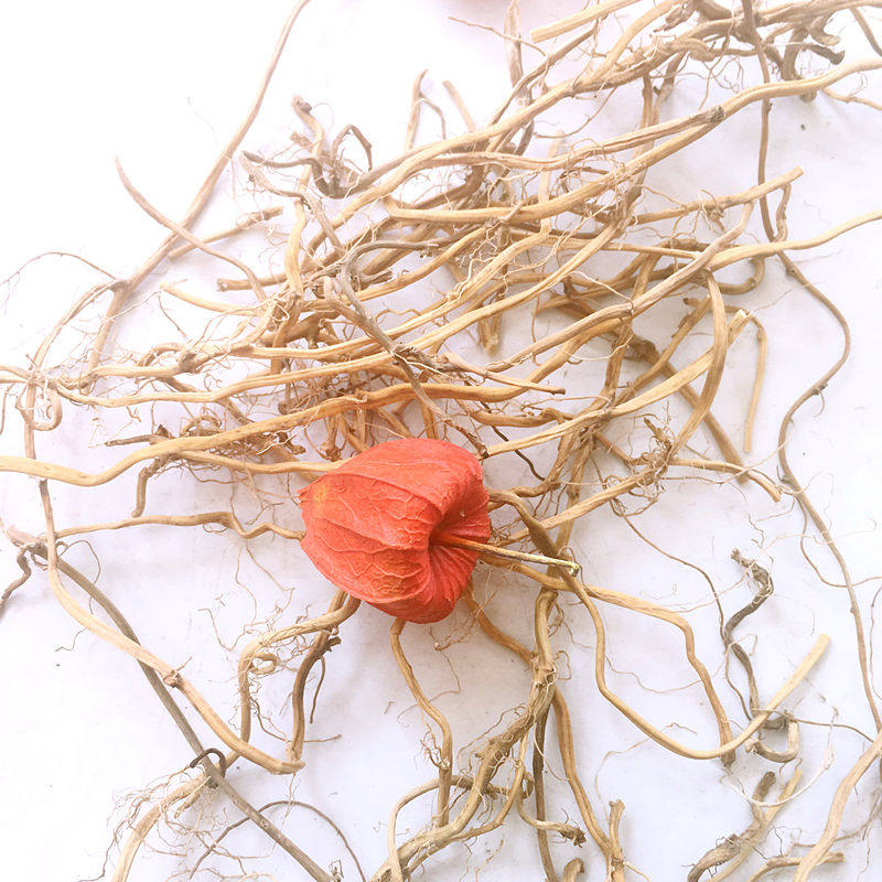 东北长白山纯野生红姑娘根苦姑娘根红菇娘红灯果跟