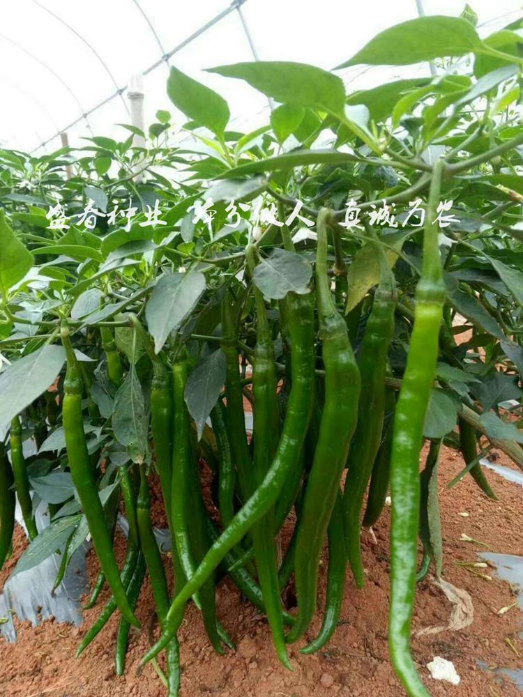豫艺种业辣椒种植华之秀27露地优秀品种黑线顺直青红两用线椒