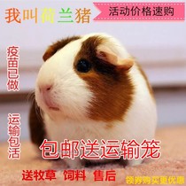 Home-breed pets short-running dolphin pigs Dutch pigs food live pigs piglets dolphins chores live goods transport