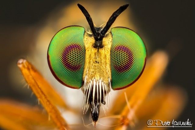 微距行业领军者 佳能微距镜头的特殊技能 - 淘宝海外