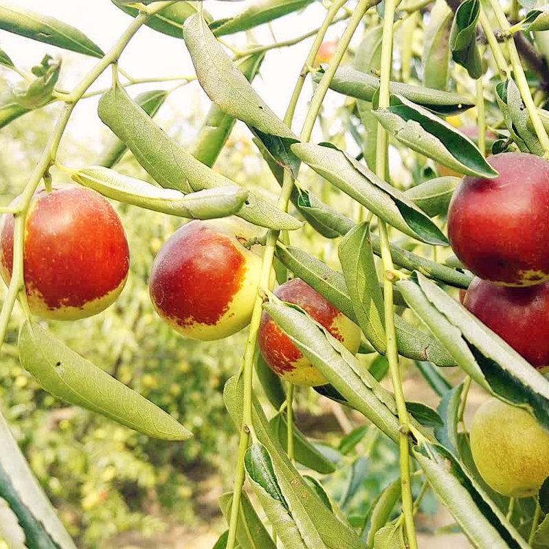 新鲜现摘沾化冬枣超大果5斤包邮时令水果鲜枣脆冬枣山东大枣红枣