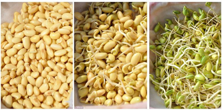 东北特产佳木斯农家自种非转基因黄豆打豆浆发豆芽种子做纳豆 1斤