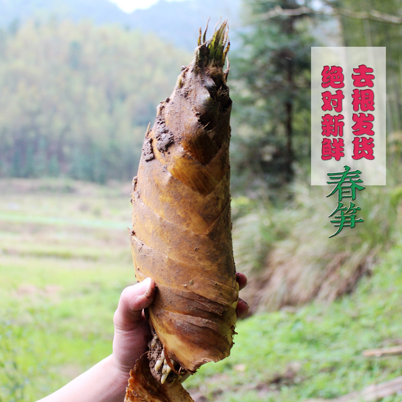 福建三明春笋 高山原生态野生春笋新鲜现挖蔬菜毛竹笋5斤装黄泥拱