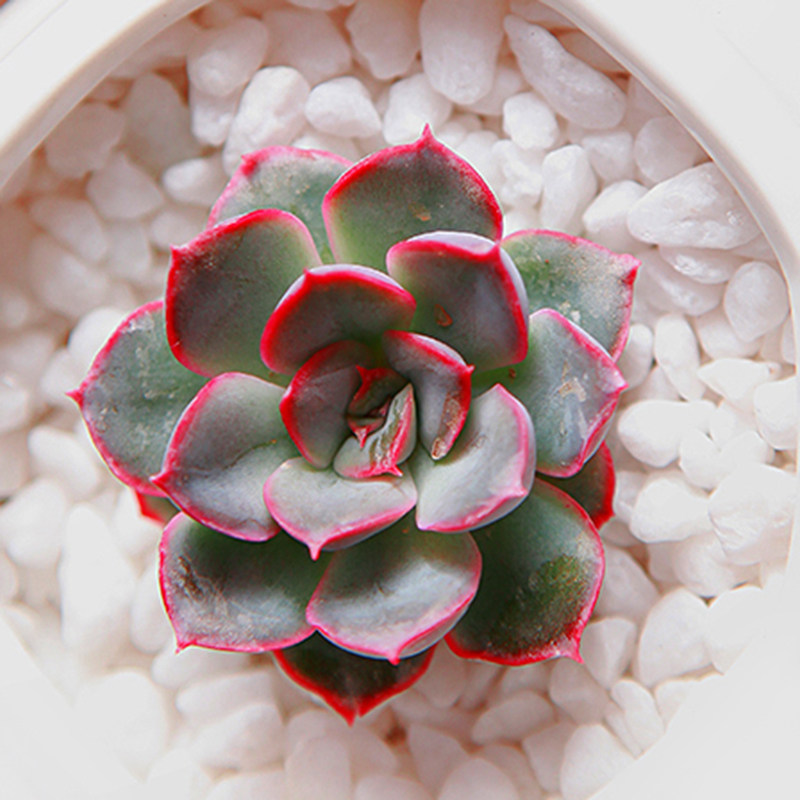 圆叶武仙座 多肉植物 吸甲醛 迷你办公桌小盆栽 阳台盆栽 促销_5折