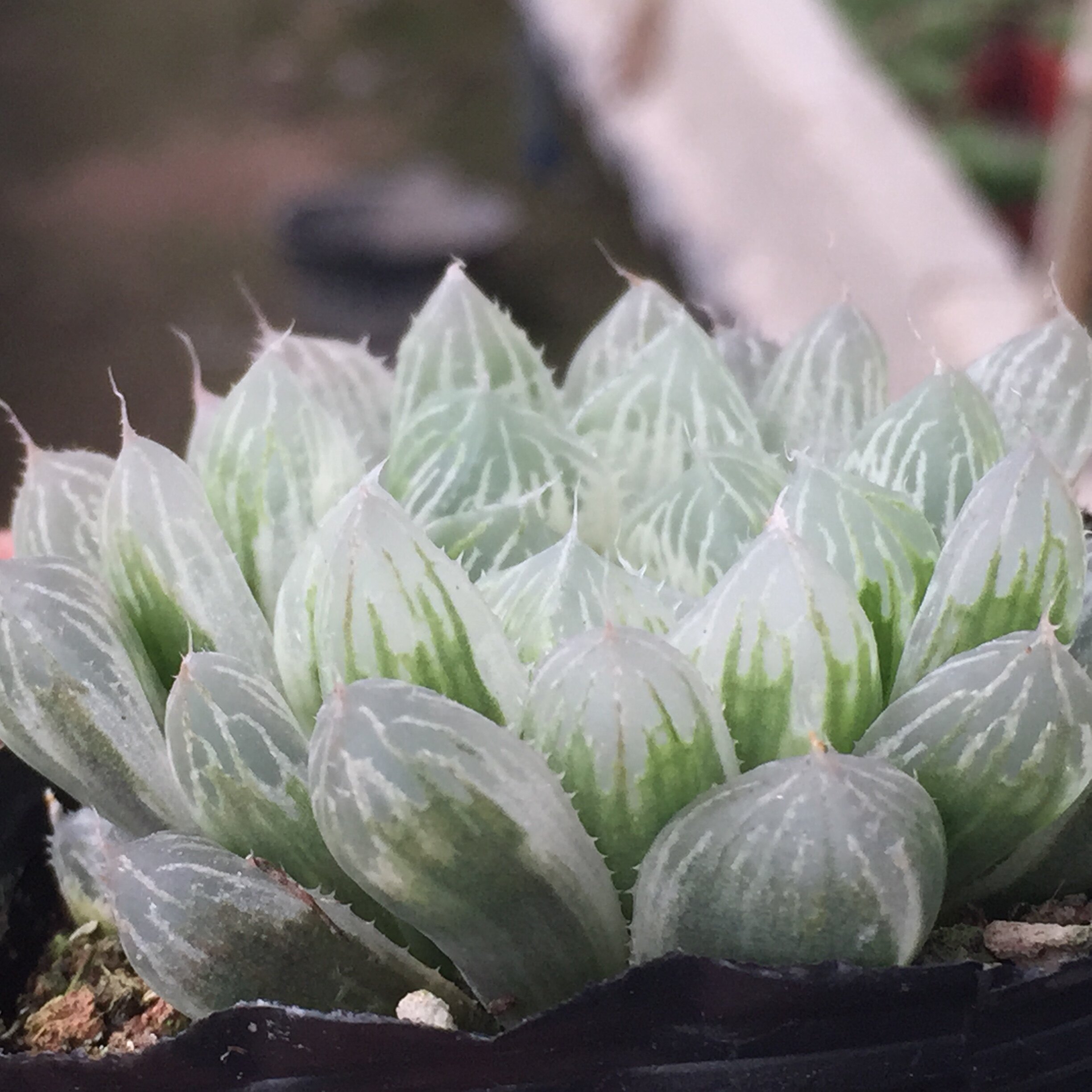 那么喜阴的多肉该如何养护?