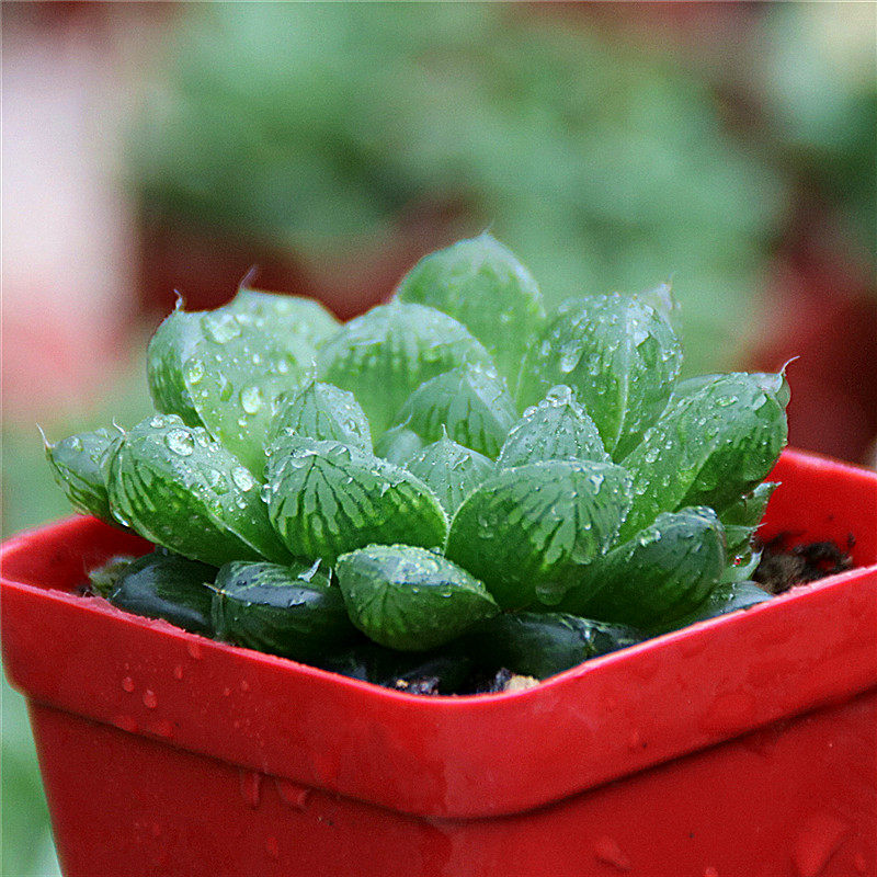 【姬玉露】多肉植物十二卷属寿玉露生石花室内多肉组合小盆栽包邮