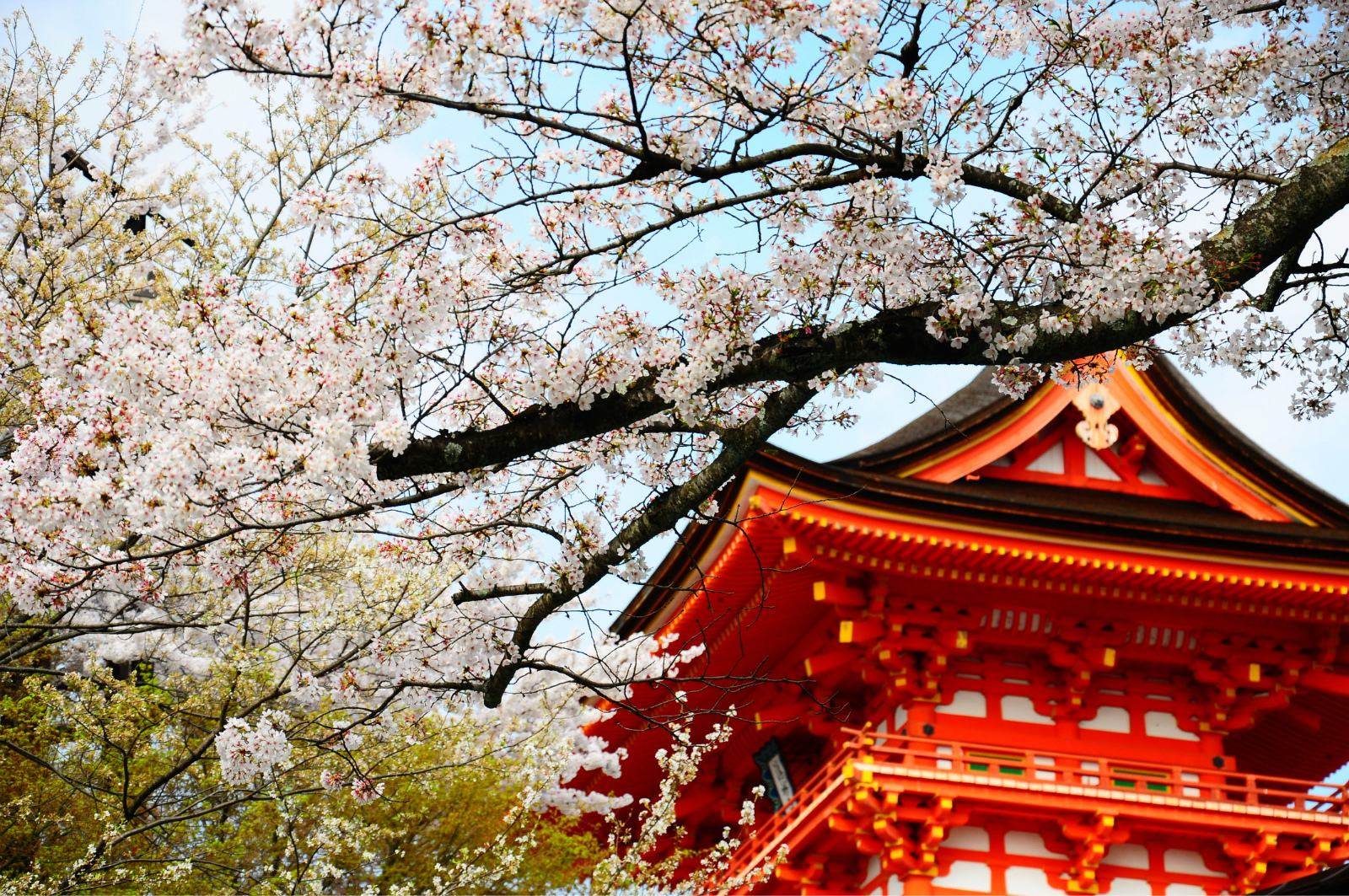 粉色预警!一大波樱花限定来袭