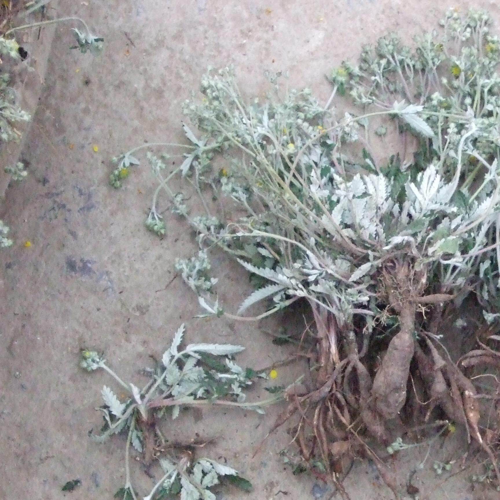 靠山村野生 新货 全草正品 整棵带根 翻白草 250克 包邮