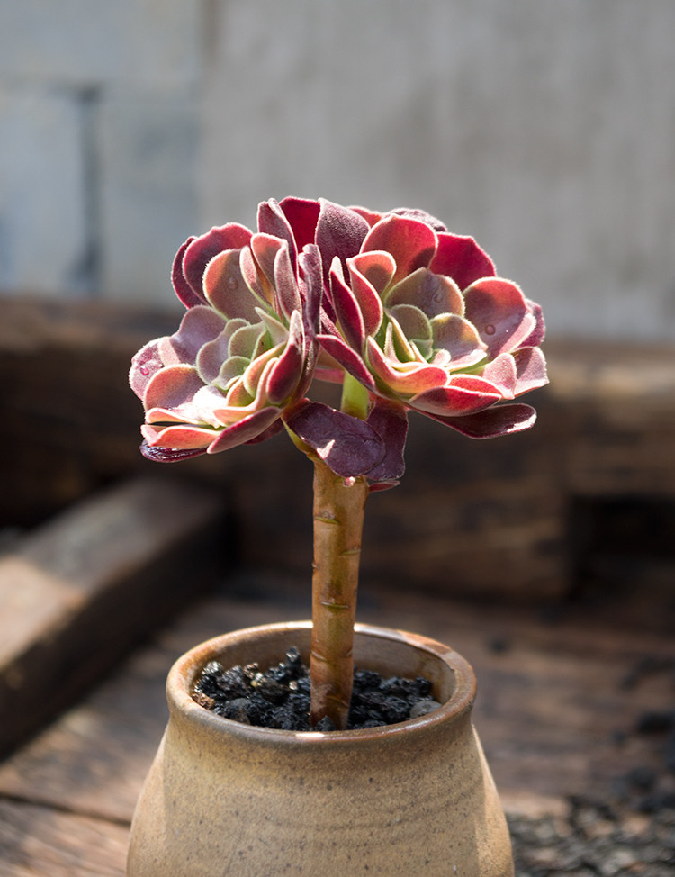 黑羊绒紫法师欧版紫法师多肉植物羊绒类多头老桩