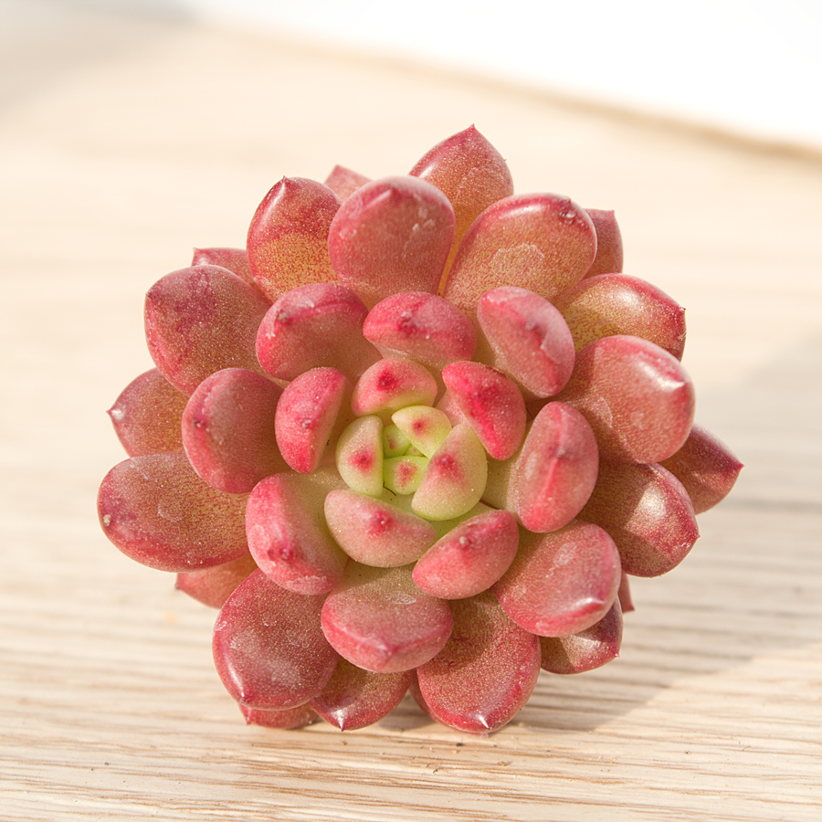 禾木园艺家 进口多肉植物 红宝石 多肉植物带根 肉肉盆栽吸甲醛