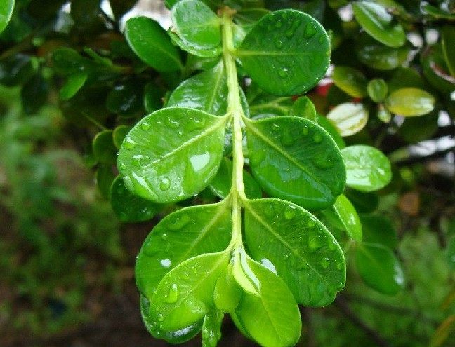 苗圃直销 小叶黄杨床苗 瓜子黄杨 黄杨床苗 绿化苗木 四季常青