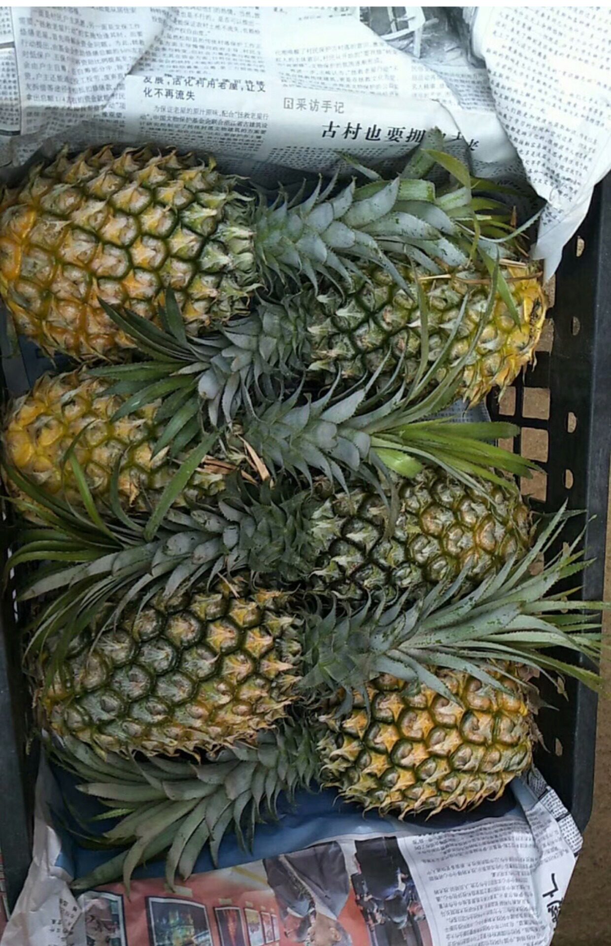 广东特产湛江徐闻曲界现摘现发大菠萝8斤 新鲜水果凤梨9-10斤包邮