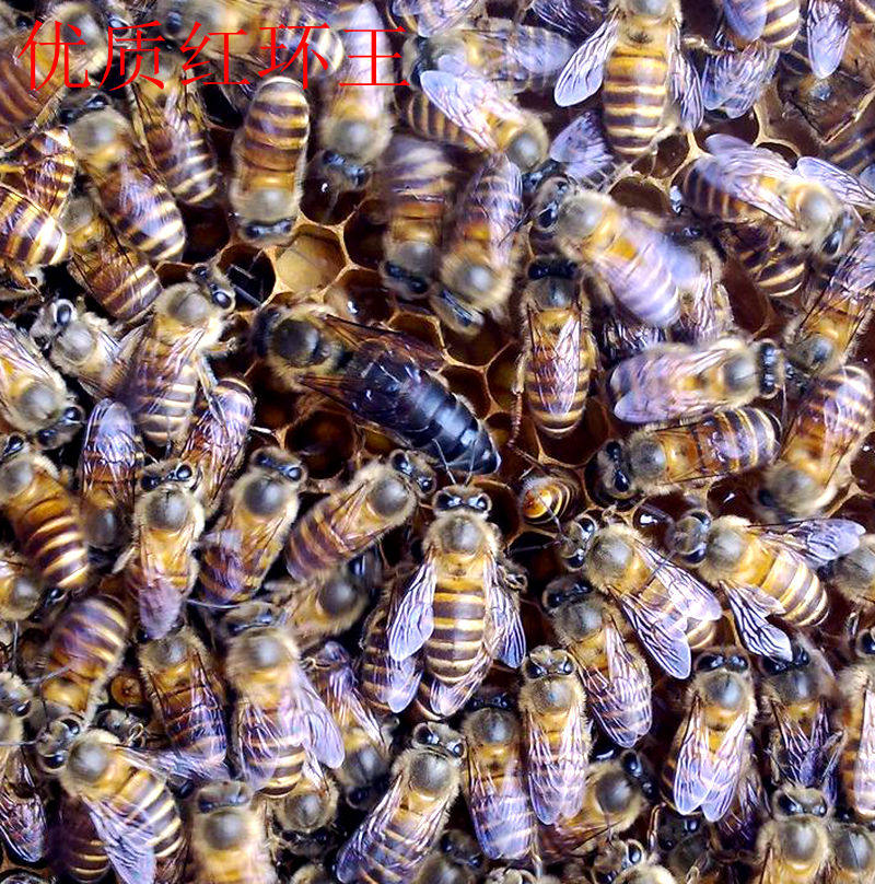 优质蜜蜂活群中蜂红环王良种阿坝王双色蜂王处女王出售全包活包邮