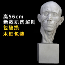 New anatomical head art teaching aids plaster head sculpture plaster sculpture sketch plaster head model