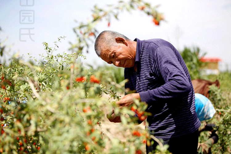 谷本葛木美体粥百葛益容粥益肤葛芋粥早餐食品小吃半成品包邮