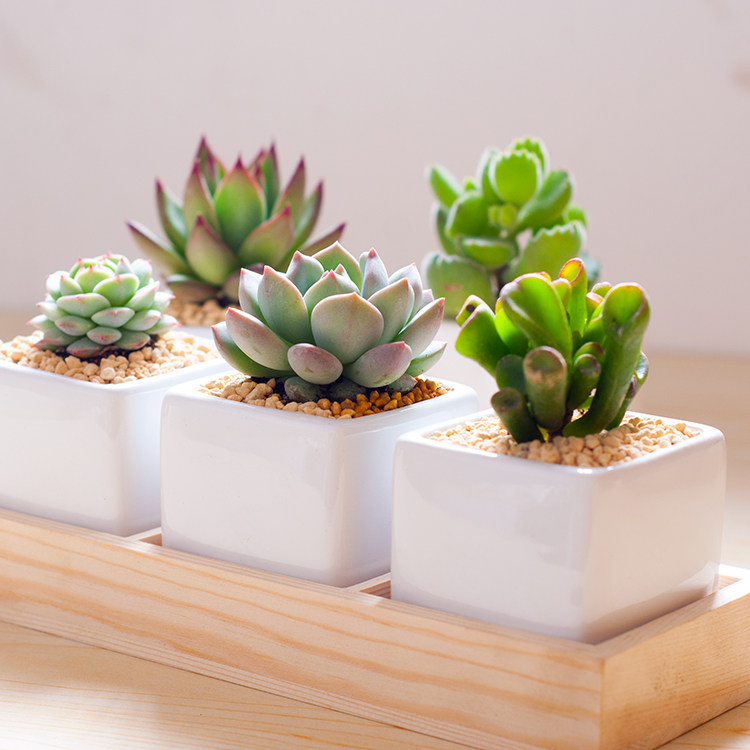 多肉植物 含盆多肉 熊童子 吉娃娃红宝石室内办公室盆栽