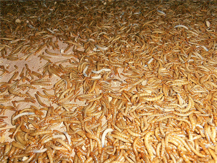 养殖场大量活黄粉虫饲料面包虫 鱼食饵料 蝎子饲料包活