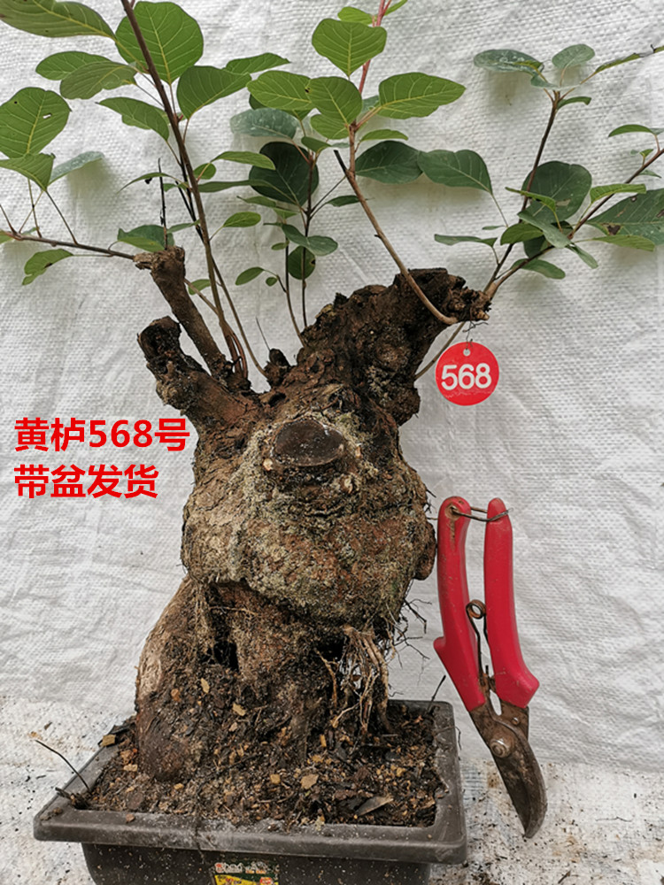 黄栌盆景老桩古怪桩熟桩热卖北京香山红叶树桩冬季耐寒实物