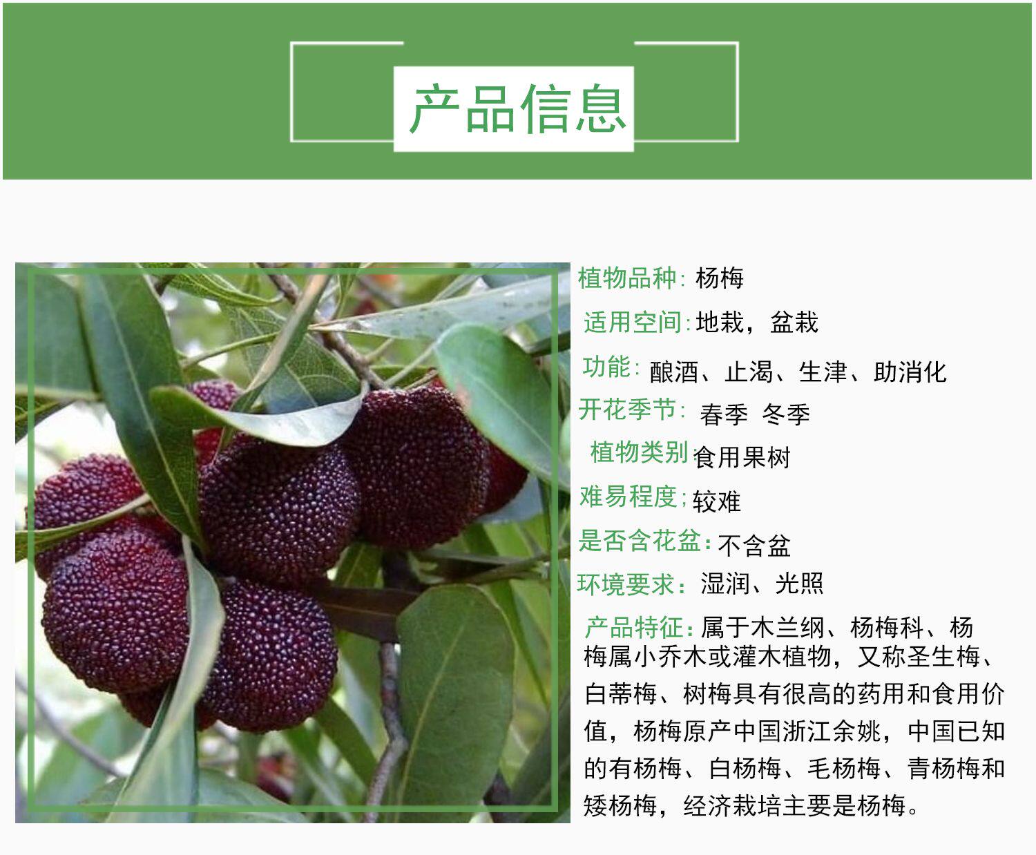 嫁接东魁杨梅树苗耐寒南方北方种植果树苗包成活当年结果杨梅苗