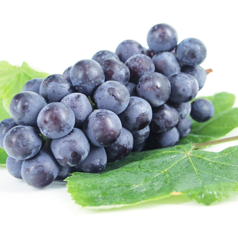 云南特产新鲜现摘夏黑无籽葡萄黑提子现货孕妇水果带箱5斤包邮