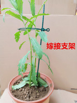 Flower bracket ball orchid support clematis climbing pergola gardening plant climbing frame potted plant support flower bracket