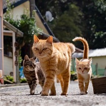 The price difference