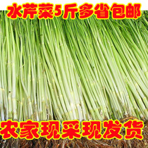 Water celery 10 month Su North fresh vegetable leaflet wild water celery 500g (clean vegetable) Farmer self-growing