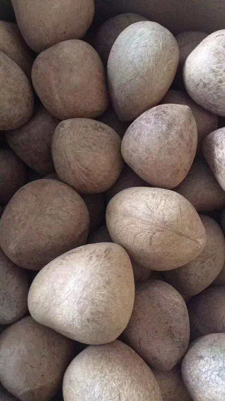 印度椰子皇新鲜水果椰青大椰子海椰皇煲汤 广东煲汤料 大椰王批发