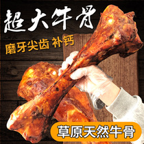 Teddy gold mullabrador dog with large bite-resistant large size bull stick bone dentity grinding tooth stick to bite glue snacks