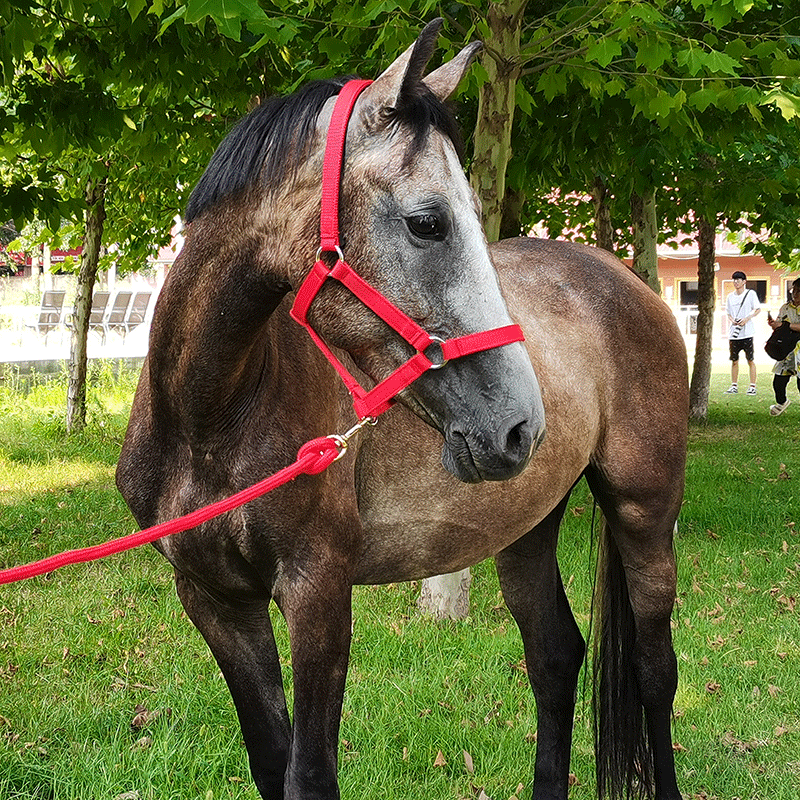 Horse cage head Lead horse harness Harness Harness Equestrian supplies Rocky harness 8218001